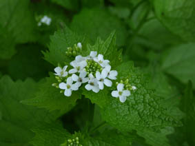 Alliaria petiolata